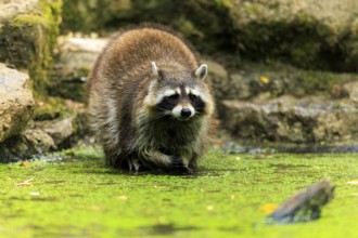 A raccoon wading through a body of water covered with algae and surrounded by stones, raccoon