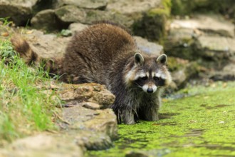 A raccoon stands on the rocky shore of a water body covered with algae, raccoon (Procyon lotor),
