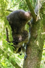 A raccoon climbs headfirst down a tree surrounded by green foliage, raccoon (Procyon lotor),
