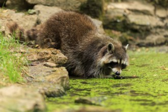 A raccoon bends over an algae-covered pond to drink water, Raccoon (Procyon lotor), Germany