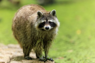 A raccoon stands on a path in front of a blurred green background, Raccoon (Procyon lotor), Germany
