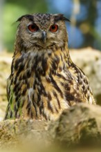 Eurasian Eagle-owl (Bubo bubo), Germany