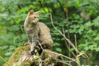 Wildcat (Felis silvestris), Germany