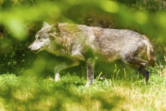 A wolf moves cautiously through the green, light-flooded grass, Timberwolf, wolf, American wolf,