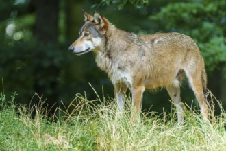 A quiet wolf stands alone in a meadow in the forest, Timberwolf, wolf, American wolf, (Canis lupus