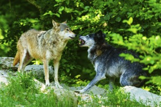 Two wolves communicating with each other in the countryside, Timberwolf, wolf, American wolf,