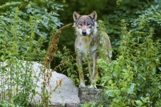 A wolf stands well camouflaged in dense vegetation in the forest, Timberwolf, wolf, American wolf,