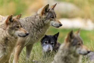 Group of wolves in grass, focussed on their surroundings in natural environment, Timberwolf, wolf,