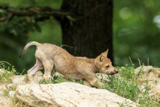 A curious wolf pup explores a rocky ground in nature, Timberwolf, wolf, American wolf, (Canis lupus