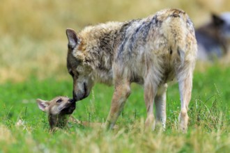 An adult wolf shows affection to a small pup in the meadow, Timberwolf, wolf, American wolf, (Canis