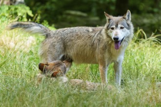 An adult wolf with pup in dense grass, showing care, Timberwolf, wolf, American wolf, (Canis lupus