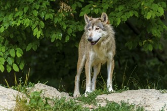 A wolf standing vigil in the shadow of a green forest, Timberwolf, wolf, American wolf, (Canis