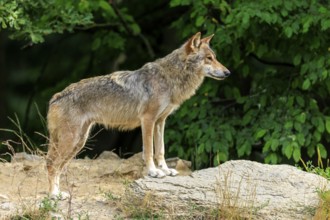 A wolf stands attentively on a rock surrounded by dense greenery, Timberwolf, wolf, American wolf,