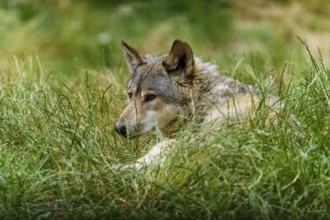 A wolf lies relaxed in the grass and looks attentively to the side, Timberwolf, wolf, American