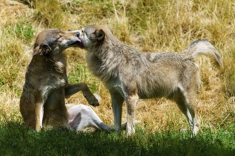 Two wolves interacting affectionately in a sunny grassy area, Timberwolf, wolf, American wolf,