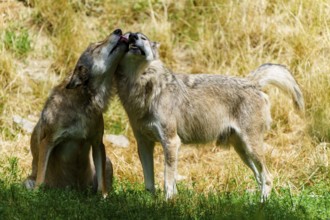 Two wolves showing affection to each other in a grassy forest clearing, Timberwolf, wolf, American