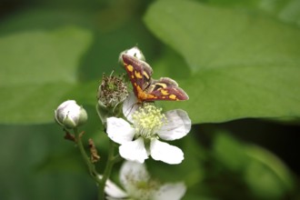 Pyrausta purpuralis, July, Germany