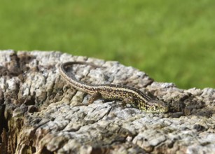 Forest lizard on old tree trunk, dead wood, Schleswig-Holstein, Germany
