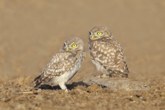 Little owl (Athene noctua) Two young birds sitting on the ground, grooming, cuddling, endangered