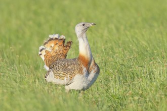 Great Bustard (Otis tarda), steppe bird, extremely rare bird species, threatened with extinction,