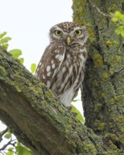 Little owl (Athene noctua) adult bird sitting in a tree, endangered bird species in Central Europe,
