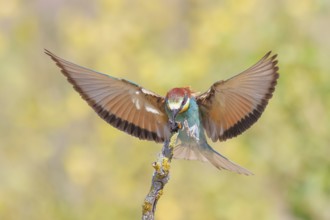 Bee-eater (Merops apiaster), a bird approaching with a bumblebee in its beak, wildlife, migratory