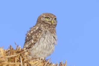 Little owl (Athene noctua) young bird sitting on a bale of straw, endangered bird species in