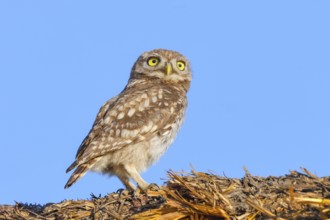 Little owl (Athene noctua) young bird sitting on a bale of straw, endangered bird species in