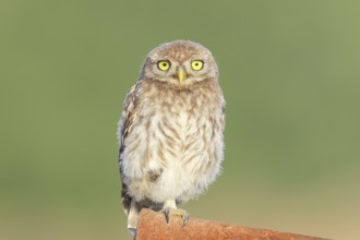 Little owl (Athene noctua) young bird sitting asleep on an iron girder, endangered bird species in