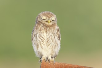 Little owl (Athene noctua) young bird sitting asleep on an iron girder, endangered bird species in