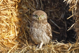 Little owl (Athene noctua) young bird sitting between bales of straw, endangered bird species in