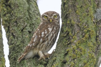 Little owl (Athene noctua) adult bird sitting in a tree, endangered bird species in Central Europe,