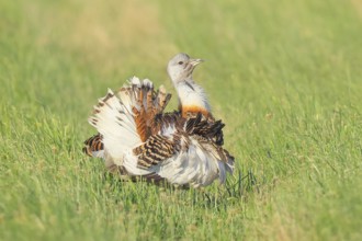 Great Bustard (Otis tarda), mating, steppe bird, extremely rare bird species, endangered, heaviest