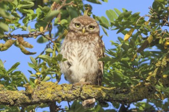 Little owl (Athene noctua) young bird sitting hidden in a tree, endangered bird species in Central