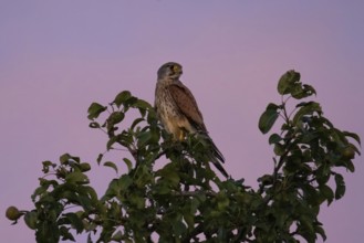 A Common Kestrel sits in an apple tree near Frankfurt am Main at dusk in the evening and observes