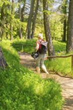 Person with rucksack walking on a forest path surrounded by trees, Alpe di Siusi, Dolomites, South