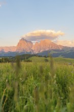 Meadow with high mountains in warm evening light, Alpe di Siusi, Dolomites, South Tyrol, Italy