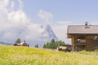 Traditional wooden house with cows on a blooming alpine pasture, Alpe di Siusi, Dolomites, South