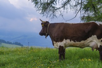 Cow on a mountain pasture in front of a cloudy sky, Alpe di Siusi, Dolomites, South Tyrol, Italy