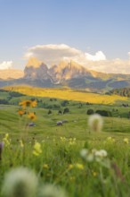 Mountain landscape in the evening light with a blooming meadow in the foreground, Alpe di Siusi,