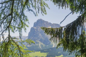 Mountain peak through hanging branches with green valley in the background, Alpe di Siusi,