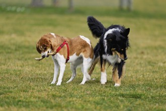 Mixed breed dog between Border Collie and Australian Shepherd plays with Beagle, Switzerland