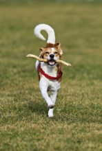 Beagle with branch in mouth jumps across meadow, Switzerland
