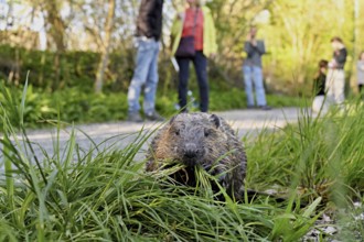 People watching a Eurasian beaver, European beaver (Castor fibre), eating grass in a meadow, Canton