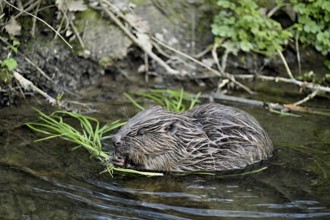 Eurasian beaver, European beaver (Castor fibre), eating grass on the bank of a stream, Canton Zug,