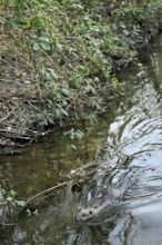 Eurasian beaver, European beaver (Castor fibre), swimming in a stream, Canton Zug, Switzerland
