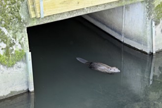 Eurasian beaver, European beaver (Castor fibre), swimming under a bridge, Canton Zug, Switzerland