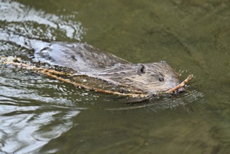 Eurasian beaver, European beaver (Castor fibre), swimming in a stream with a branch in its mouth,