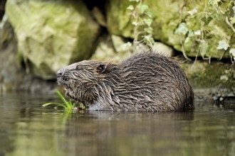 Eurasian beaver, European beaver (Castor fibre), eating grass in the water, Canton Zug, Switzerland