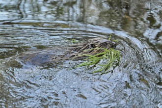 Eurasian beaver, European beaver (Castor fibre), swimming in water with grass in mouth, Canton Zug,
